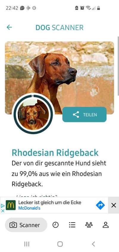 Rhodesian Ridgeback-Beitrag-Bild