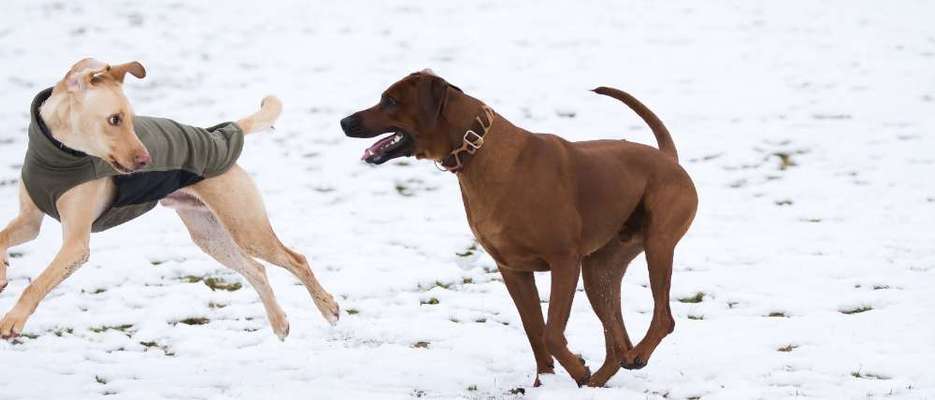 Rhodesian Ridgeback-Beitrag-Bild