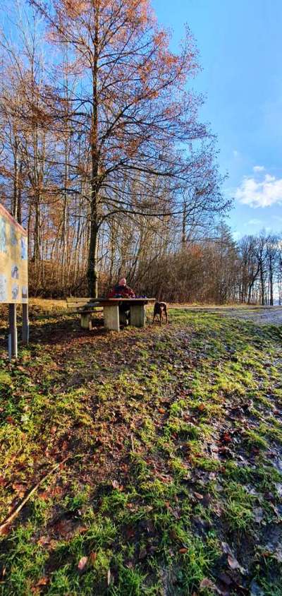 Rhodesian Ridgeback-Beitrag-Bild