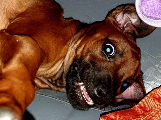 Rhodesian Ridgeback-Beitrag-Bild