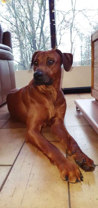 Rhodesian Ridgeback-Beitrag-Bild