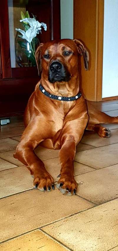 Rhodesian Ridgeback-Beitrag-Bild