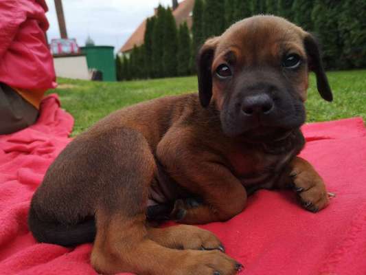 Rhodesian Ridgeback-Beitrag-Bild