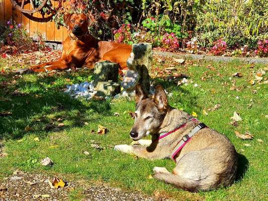 Rhodesian Ridgeback-Beitrag-Bild