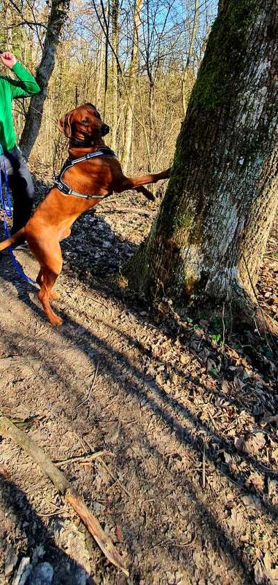Rhodesian Ridgeback-Beitrag-Bild