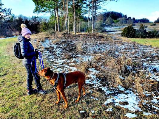 Rhodesian Ridgeback-Beitrag-Bild
