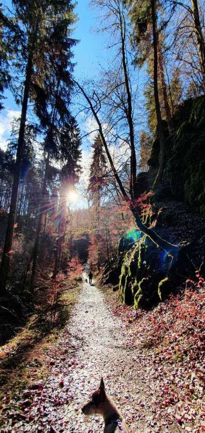 Rhodesian Ridgeback-Beitrag-Bild