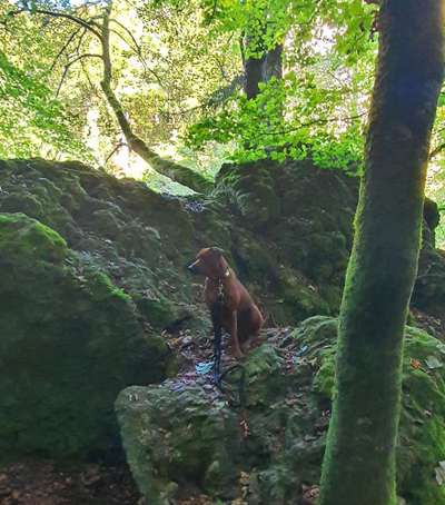 Rhodesian Ridgeback-Beitrag-Bild