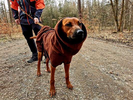 Rhodesian Ridgeback-Beitrag-Bild