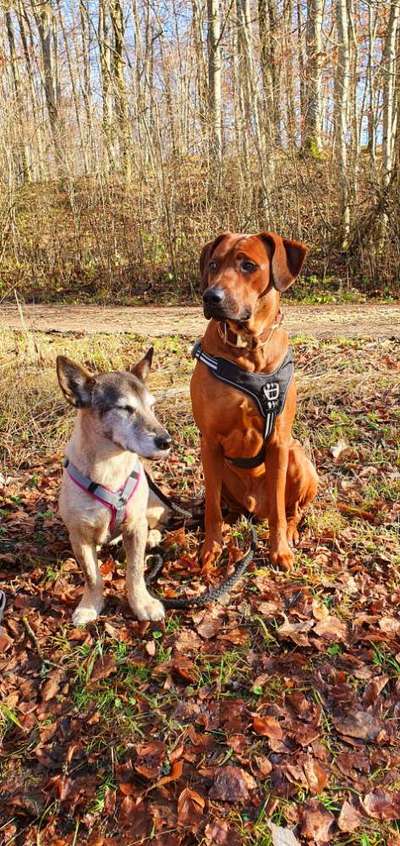 Rhodesian Ridgeback-Beitrag-Bild