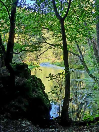 Rhodesian Ridgeback-Beitrag-Bild