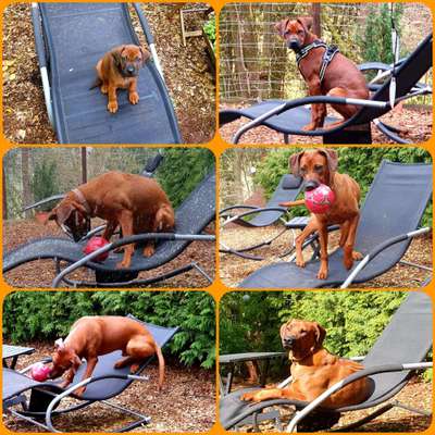 Rhodesian Ridgeback-Beitrag-Bild