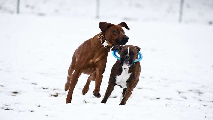 Rhodesian Ridgeback-Beitrag-Bild