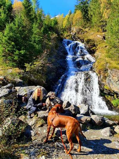Rhodesian Ridgeback-Beitrag-Bild