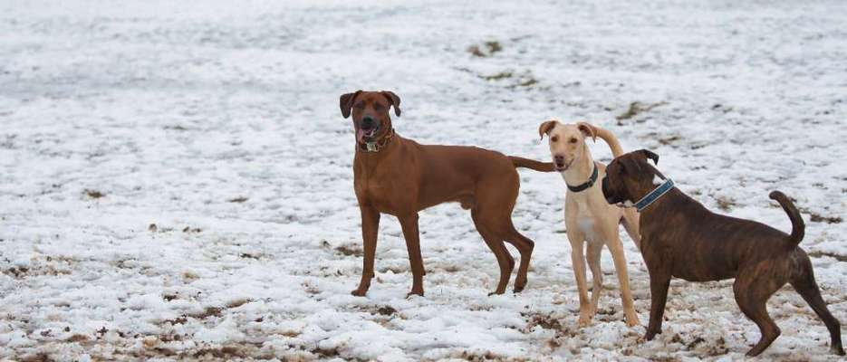 Rhodesian Ridgeback-Beitrag-Bild