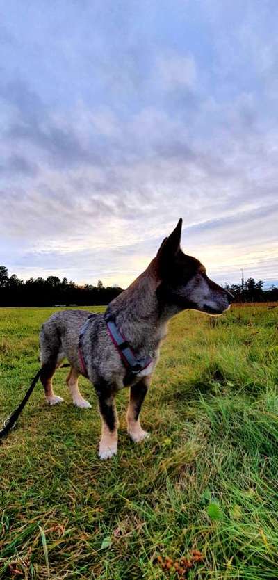 Mischlingshunde Foto Aufruf-Beitrag-Bild