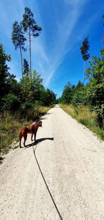 Rhodesian Ridgeback-Beitrag-Bild