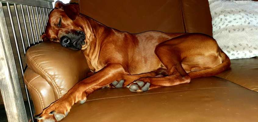 Rhodesian Ridgeback-Beitrag-Bild