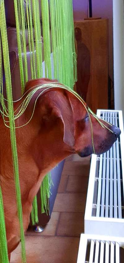 Rhodesian Ridgeback-Beitrag-Bild