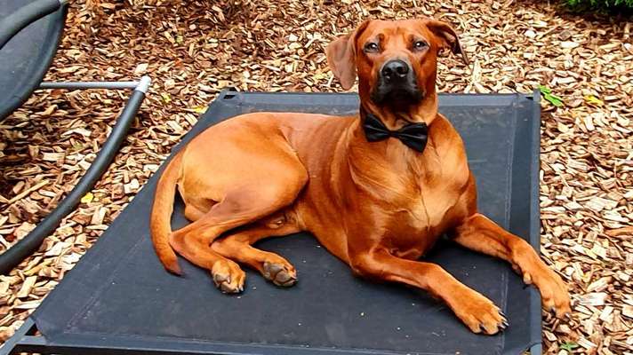 Rhodesian Ridgeback-Beitrag-Bild