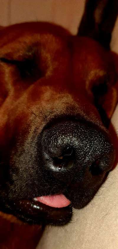 Rhodesian Ridgeback-Beitrag-Bild