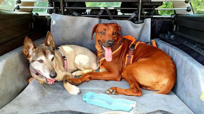 Die Dogorama Wochen Challenge-Beitrag-Bild