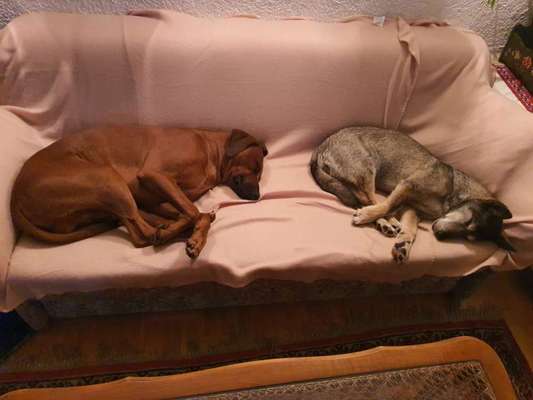 Rhodesian Ridgeback-Beitrag-Bild