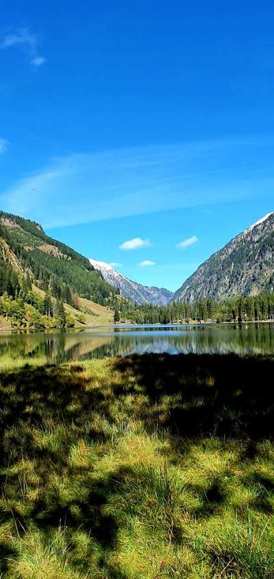 Rhodesian Ridgeback-Beitrag-Bild