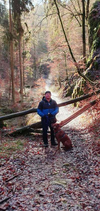 Rhodesian Ridgeback-Beitrag-Bild