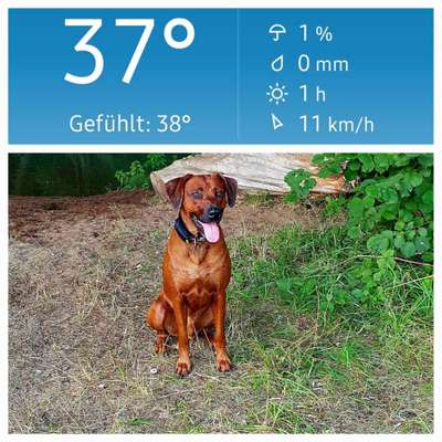 Rhodesian Ridgeback-Beitrag-Bild