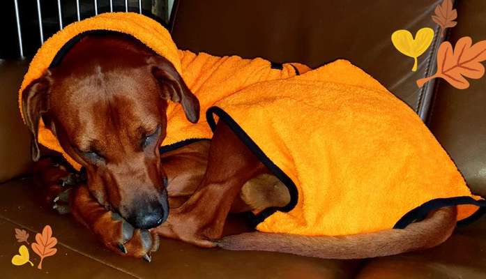 Rhodesian Ridgeback-Beitrag-Bild