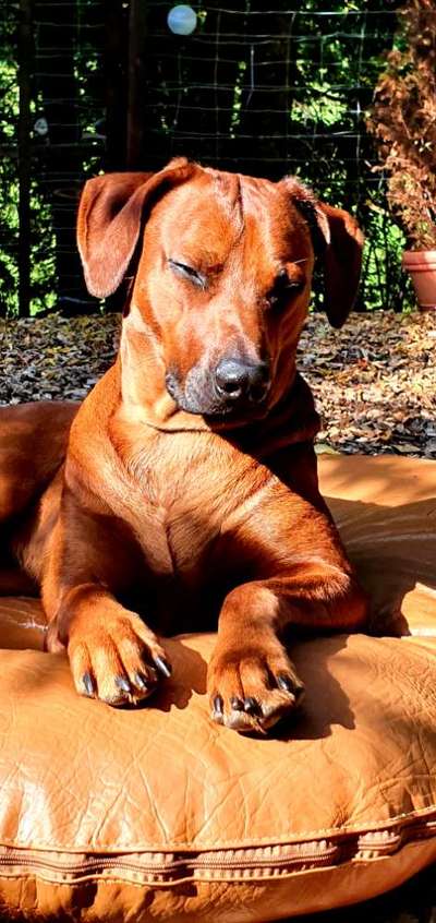 Rhodesian Ridgeback-Beitrag-Bild