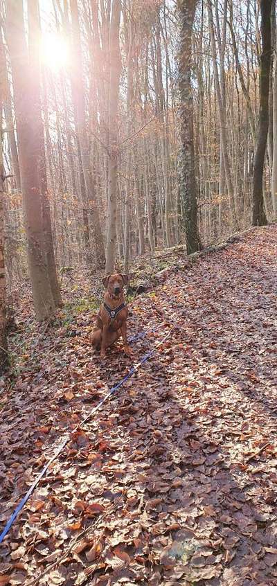 Rhodesian Ridgeback-Beitrag-Bild