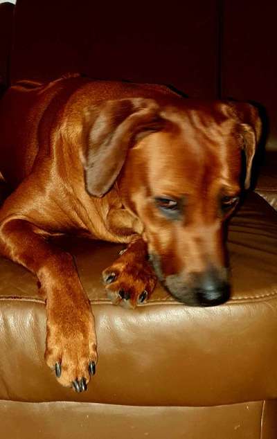 Rhodesian Ridgeback-Beitrag-Bild