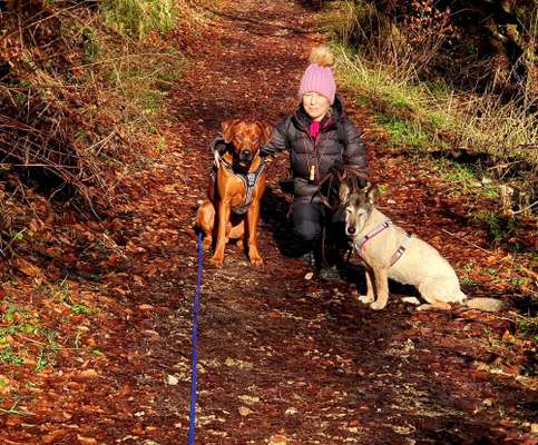 Rhodesian Ridgeback-Beitrag-Bild