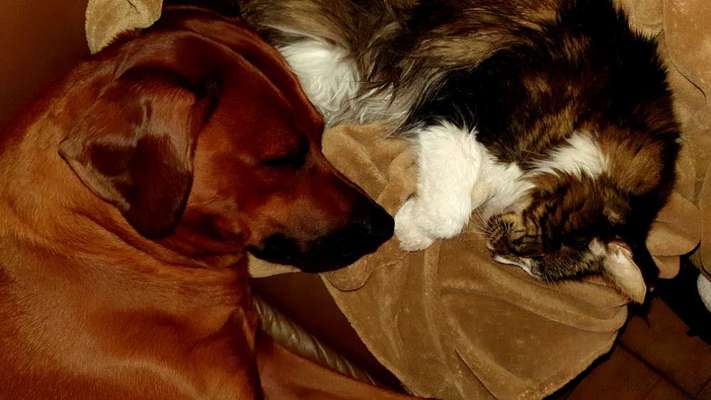 Rhodesian Ridgeback-Beitrag-Bild