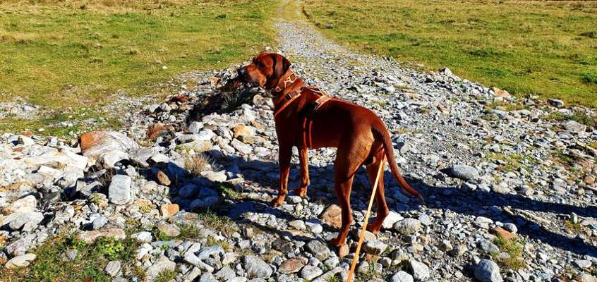 Rhodesian Ridgeback-Beitrag-Bild