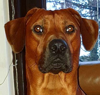 Rhodesian Ridgeback-Beitrag-Bild