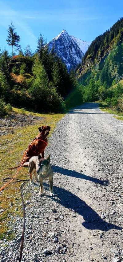 Rhodesian Ridgeback-Beitrag-Bild