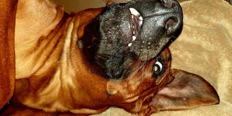 Rhodesian Ridgeback-Beitrag-Bild