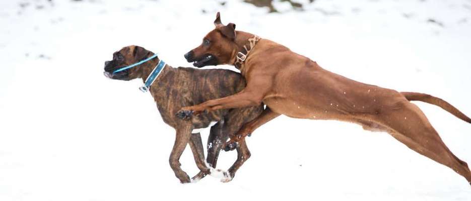 Rhodesian Ridgeback-Beitrag-Bild