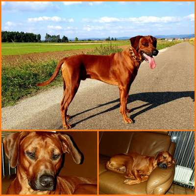 Rhodesian Ridgeback-Beitrag-Bild