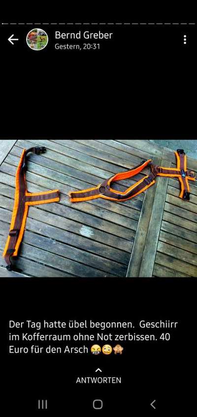 Rhodesian Ridgeback-Beitrag-Bild