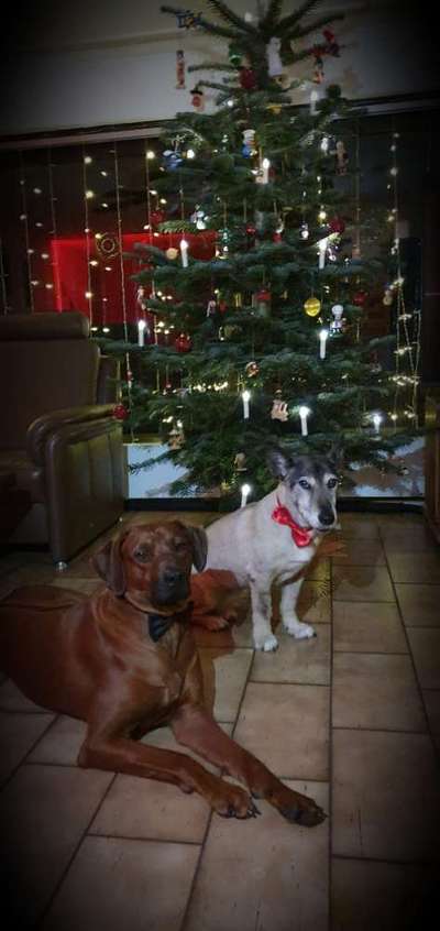 Rhodesian Ridgeback-Beitrag-Bild