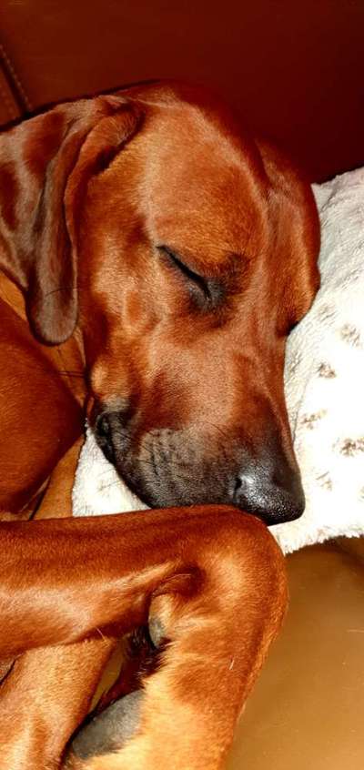 Rhodesian Ridgeback-Beitrag-Bild