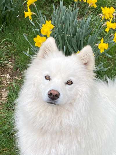 Die Dogorama Monats Challenge "Es grünt und blüht"-Beitrag-Bild