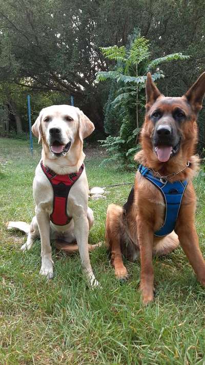 Geschirr Empfehlung-Beitrag-Bild