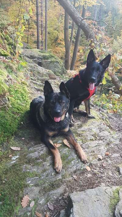 Bester Freund, Hundekumpel - zeigt her!-Beitrag-Bild