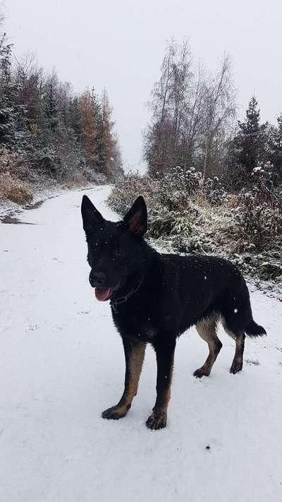 Fotochallenge Nr. 59 - Mein Hund zeigt die Zunge-Beitrag-Bild
