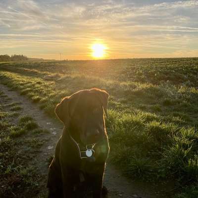 Hundetreffen-Hundebuddy-Bild